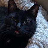 Entry image for Sweetie