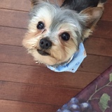 Entry image for Booferd