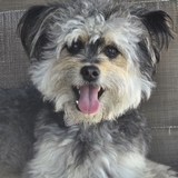 Entry image for Gizmo