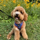 Entry image for Crumpet 