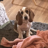 Entry image for Poppyseed