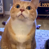 Entry image for Harry