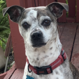 Entry image for Harvey