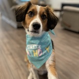 Entry image for Oliver