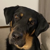 Entry image for Roxxxy