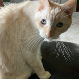 Entry image for Bender