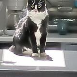 Entry image for Groot