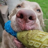 Entry image for Leia