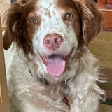 Entry image for Tibirious