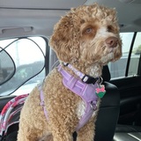 Entry image for FiFi