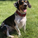 Entry image for Oliver