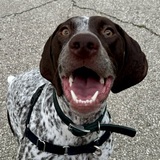 Entry image for Riley