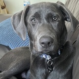 Entry image for Graycie