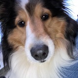 Entry image for Lola