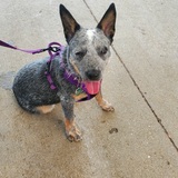 Entry image for Harley Quinn 