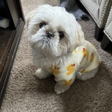 Entry image for Joey