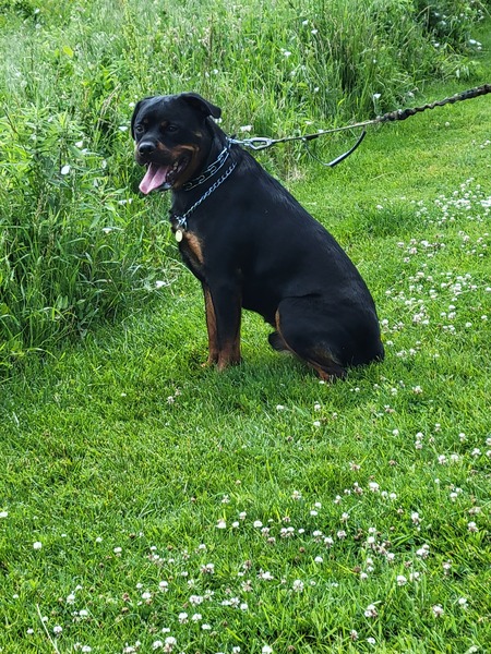 Entry image for Thor. Clicking this image will show a larger photo