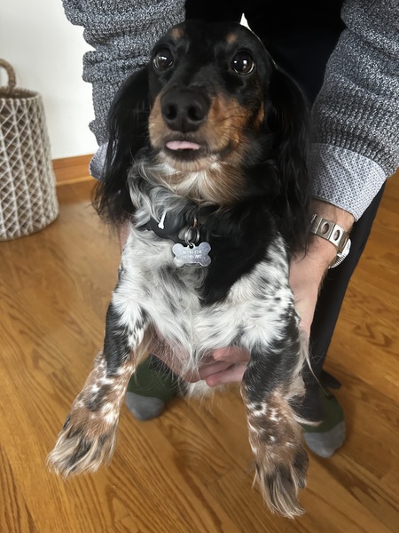 Entry image for Holly. Clicking this image will show a larger photo