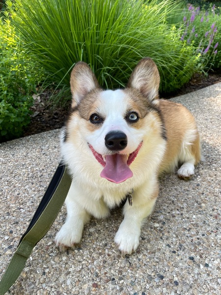 Entry image for Winston. Clicking this image will show a larger photo