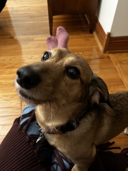 Entry image for Harry. Clicking this image will show a larger photo