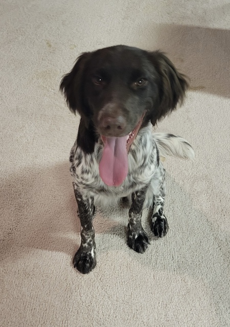 Entry image for Xena. Clicking this image will show a larger photo