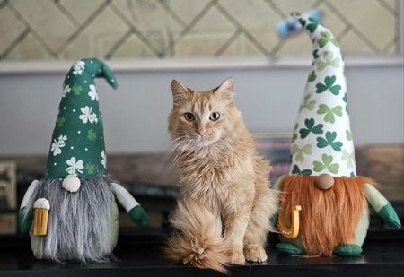 Entry image for Ember. Clicking this image will show a larger photo