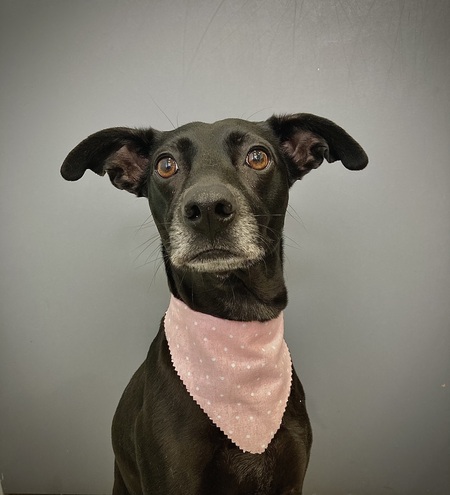 Entry image for Ziva . Clicking this image will show a larger photo