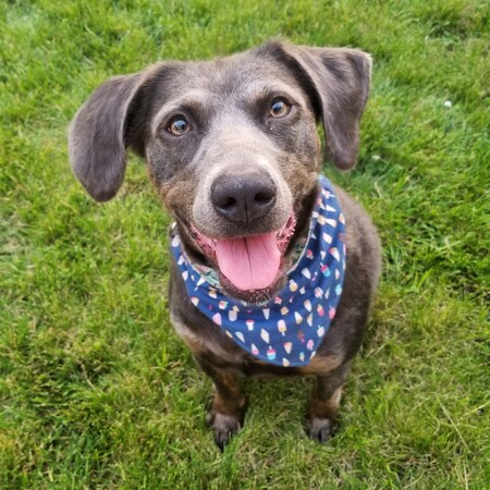 Entry image for Harley. Clicking this image will show a larger photo