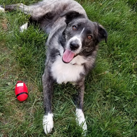 Entry image for Brindle. Clicking this image will show a larger photo