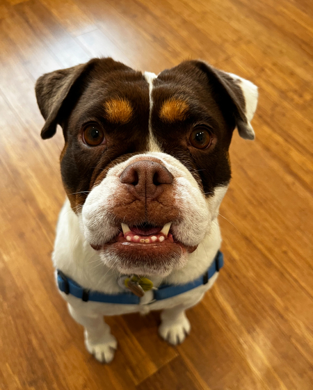 Entry image for Poppy. Clicking this image will show a larger photo