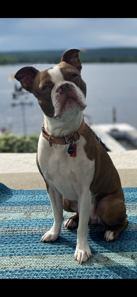 Entry image for Brooks. Clicking this image will show a larger photo