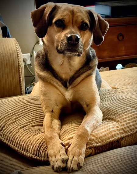 Entry image for Joey. Clicking this image will show a larger photo