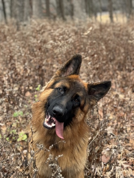 Entry image for Iggy . Clicking this image will show a larger photo