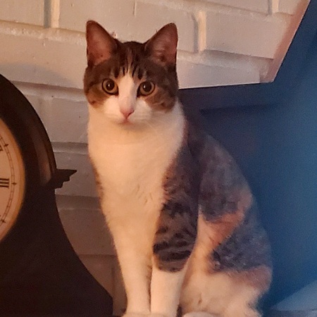 Entry image for Moxie. Clicking this image will show a larger photo