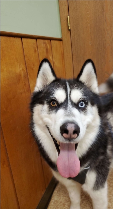 Entry image for Thor. Clicking this image will show a larger photo