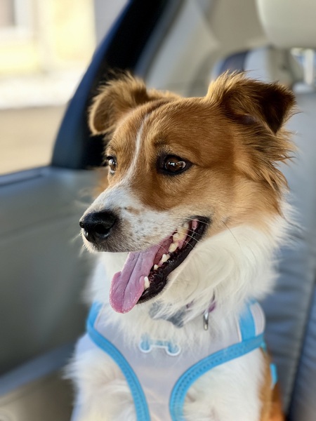 Entry image for Dusty  . Clicking this image will show a larger photo