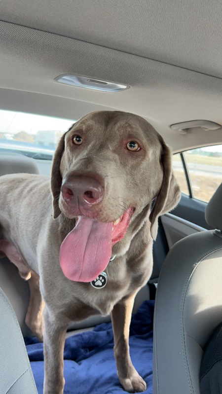 Entry image for Duke. Clicking this image will show a larger photo