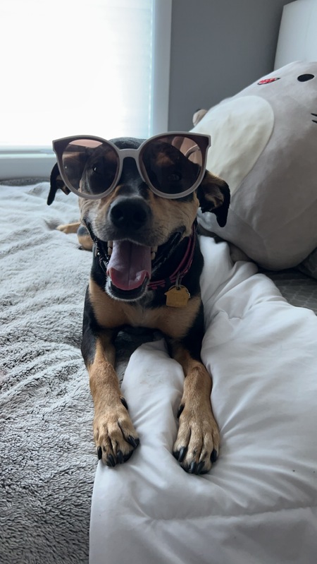 Entry image for Bailey. Clicking this image will show a larger photo