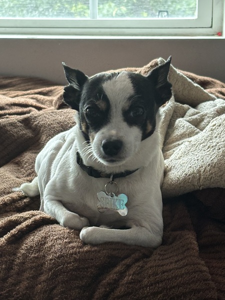 Entry image for Spike. Clicking this image will show a larger photo