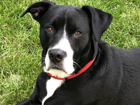 Entry image for Rudolf. Clicking this image will show a larger photo