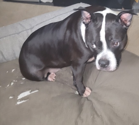 Entry image for Bella. Clicking this image will show a larger photo