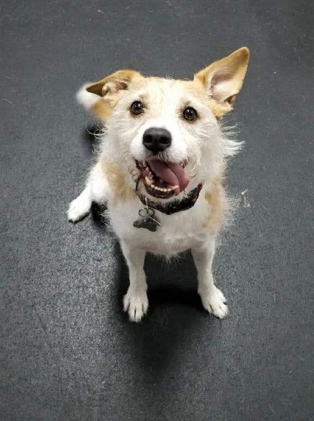 Entry image for Rocky. Clicking this image will show a larger photo