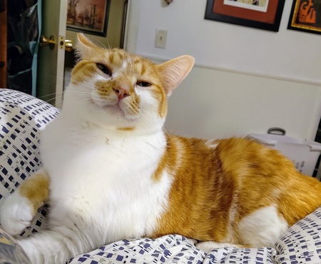 Entry image for Bubba Dump Truck . Clicking this image will show a larger photo