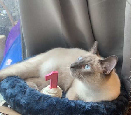 Entry image for Amulet . Clicking this image will show a larger photo