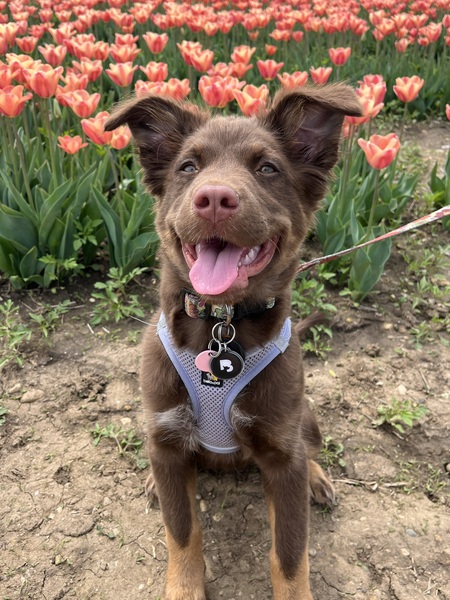 Entry image for Luna. Clicking this image will show a larger photo