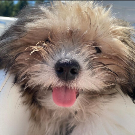 Entry image for Bear. Clicking this image will show a larger photo