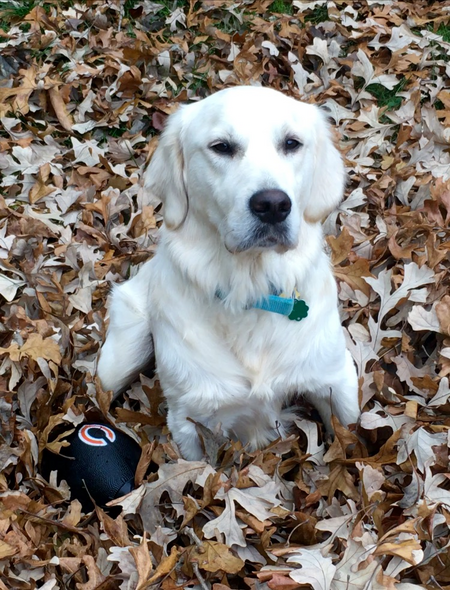 Entry image for Boo. Clicking this image will show a larger photo