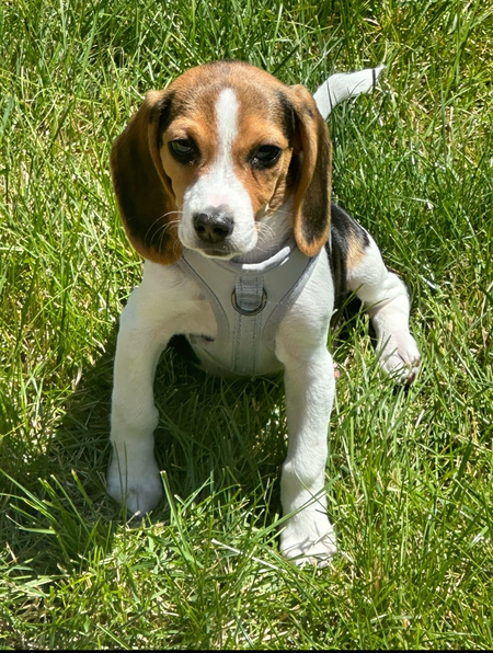 Entry image for Honey. Clicking this image will show a larger photo