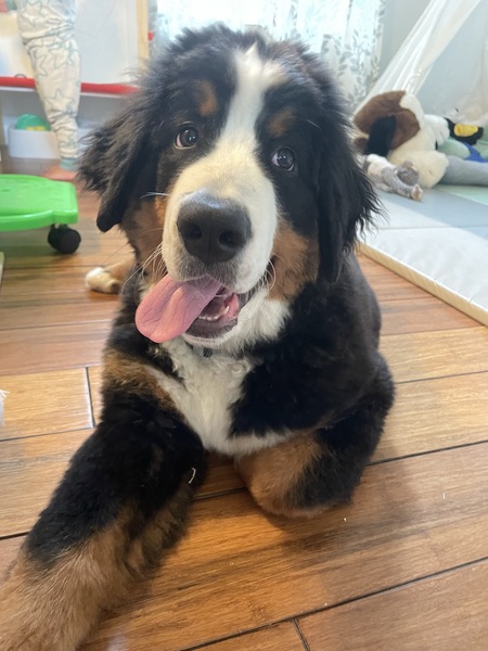 Entry image for Griz. Clicking this image will show a larger photo