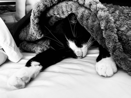 Entry image for Archie. Clicking this image will show a larger photo